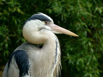 Close-up of gray heron