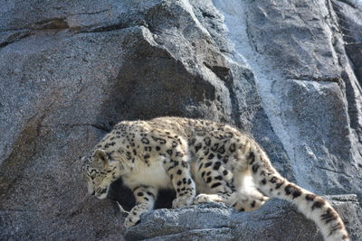 High angle view of a cat resting on rock