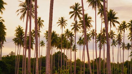 Panoramic view of palm trees against sky