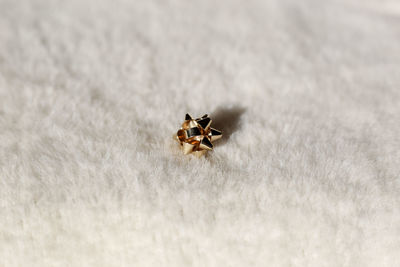 Close-up of insect