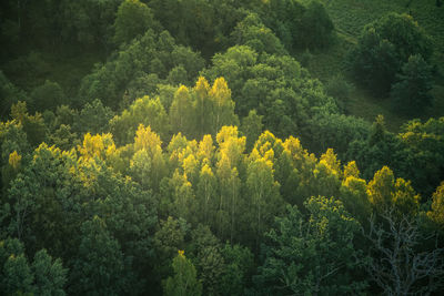 A beautiful view from the above to the forest in summer morning. aero photography of the wild woods.