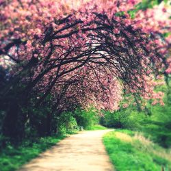 Footpath passing through footpath