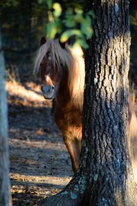 Miniature horse