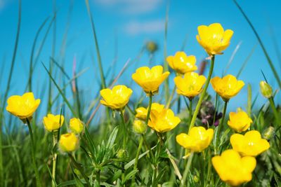 Close-up of yellow flowering plants on field