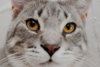 Close-up portrait of cat