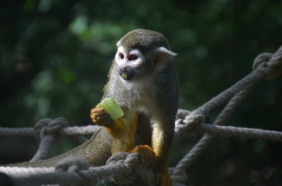 Close-up of monkey