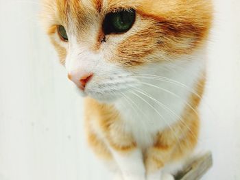 Close-up of cat