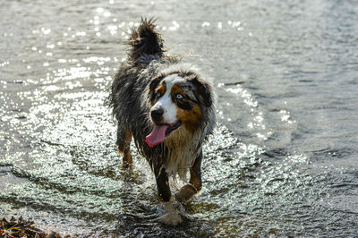 Portrait of dog in water