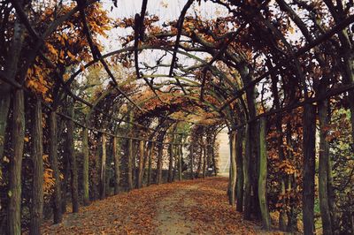 Road amidst trees in forest during autumn