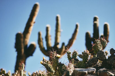 Close-up of cactus plant against clear sky