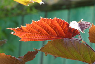 Close-up of autumnal leaves against blurred background