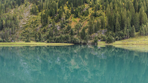 Reflection of trees in calm lake