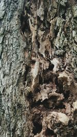Close-up of tree trunk