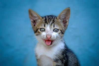 Portrait of ginger cat yawning