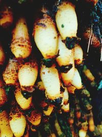 Close-up of meat on barbecue grill