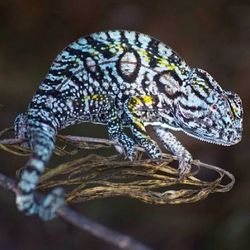 Close up of plant against blurred background