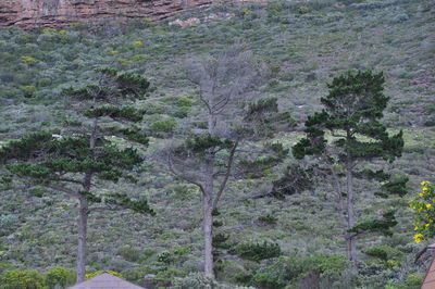 Trees on landscape