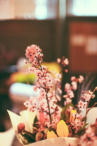 Close-up of pink flowers blooming on tree