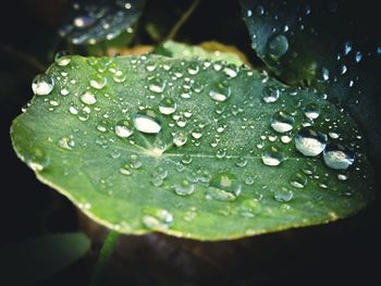 Close-up of water drops on leaves