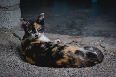 Portrait of kitten relaxing outdoors