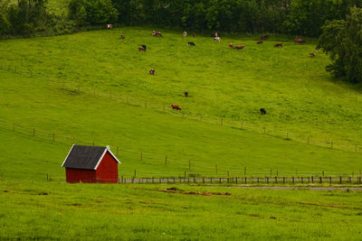 Barn by cows grazing on field