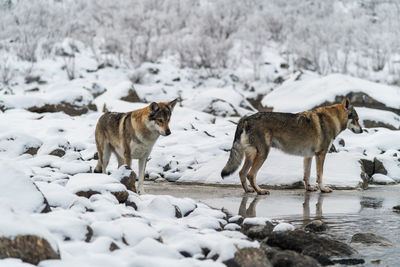 Two dogs on snow covered land