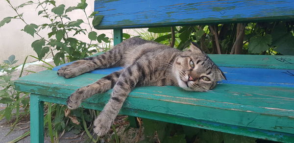 Cat sleeping on bench