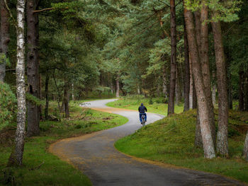 Rear view of man riding bicycle on road amidst trees in forest