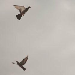 Low angle view of seagull flying