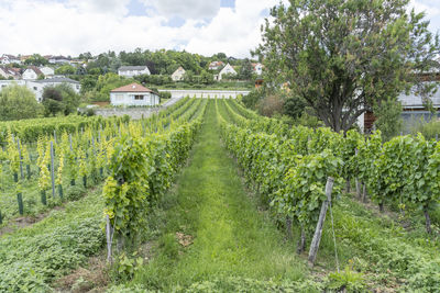 Scenic view of vineyard against sky