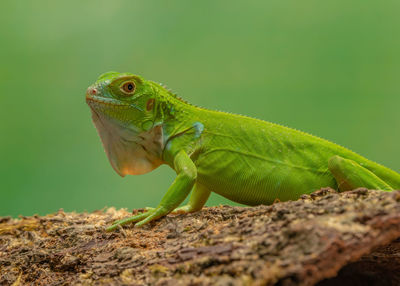 Close-up of lizard on rock