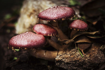 Close-up of mushrooms growing on field