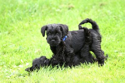 Black dog on field