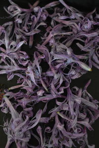 Full frame shot of purple flowers in black background