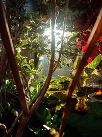 Low angle view of sunlight streaming through trees