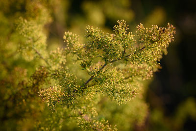 Close-up of flowering plant