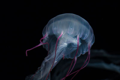 Close-up of jellyfish swimming against black background