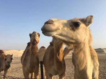 Horses in a desert