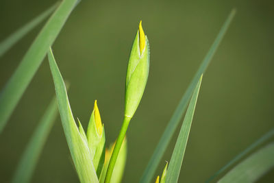 Close-up of fresh green leaf