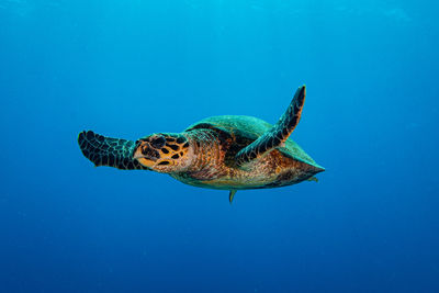 Turtle swimming in sea