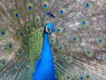 Full frame shot of peacock feathers