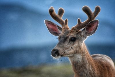 Close-up portrait of deer