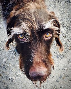 Close-up portrait of wet brown dog