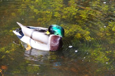 High angle view of duck in lake