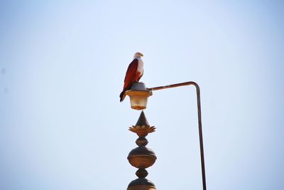 Eagle sitting on the temple tower