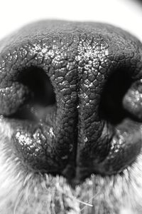 Close-up of dog