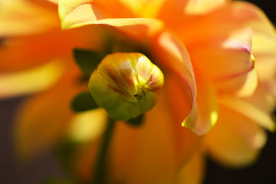 Macro shot of white flowers