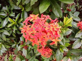 Close-up of red flowers blooming outdoors