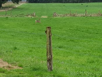 View of birds on grassy field