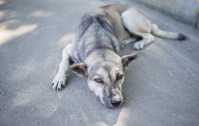 Portrait of dog relaxing 